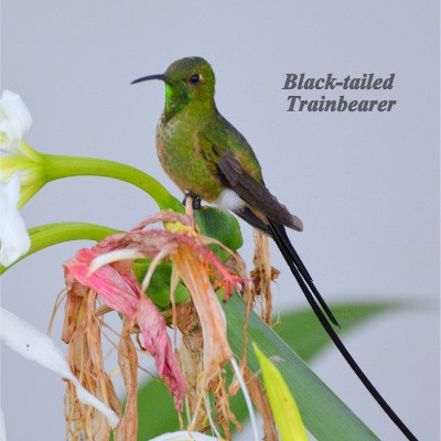 Black-tailed Trainbearer